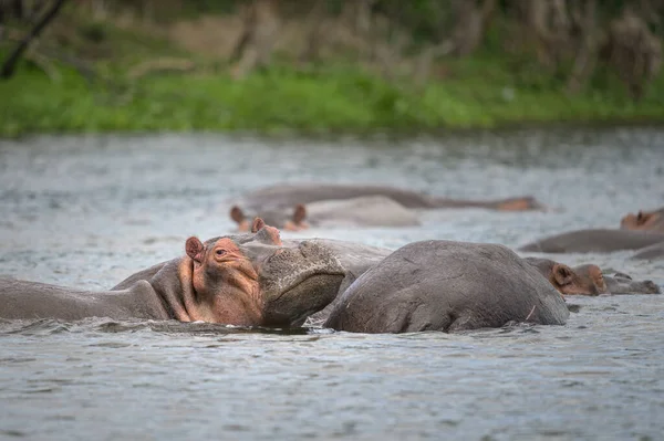 Groupe Hippopotames Dans Eau Parc National Murchison Falls Ouganda Matinée — Photo