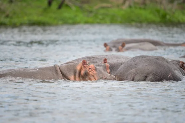 Grupo Hipopótamos Água Parque Nacional Murchison Falls Uganda Manhã Ensolarada — Fotografia de Stock