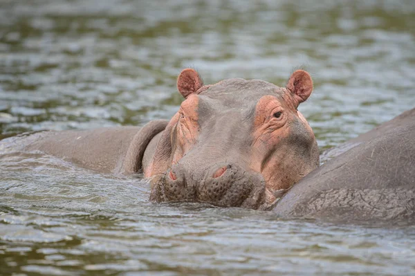 Portrait Hippopotame Dans Eau Parc National Des Chutes Murchison Ouganda — Photo