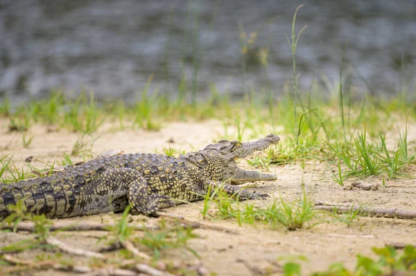 Portret Krokodyla Nilu Spoczywającego Słońcu Nad Rzeką Park Narodowy Murchison — Zdjęcie stockowe