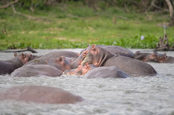 Группа Бегемотов Воде Национальный Парк Мурчисон Фолс Уганда Солнечное Утро — стоковое фото
