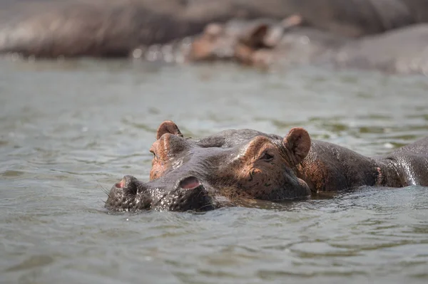 Retrato Hipopótamo Água Parque Nacional Murchison Falls Uganda Manhã Ensolarada — Fotografia de Stock