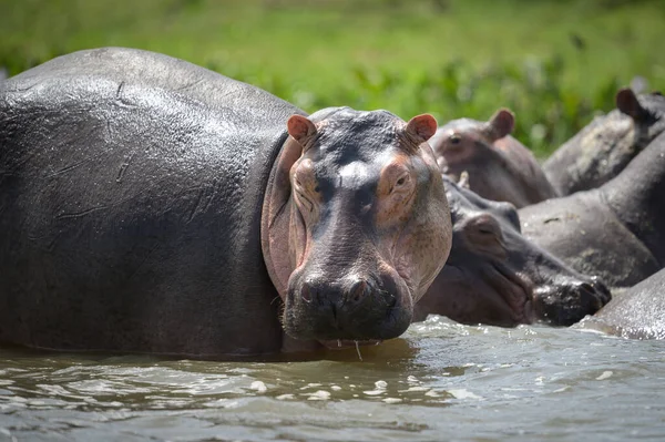 Grupp Flodhästar Vattnet Murchison Falls Nationalpark Uganda Solig Morgon Maj — Stockfoto