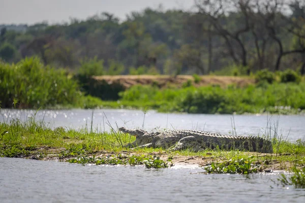 Портрет Нильского Крокодила Отдыхающего Солнце Возле Реки Национальный Парк Мурчисон — стоковое фото