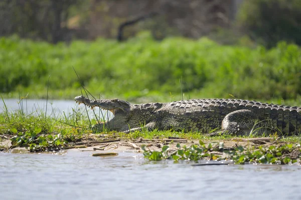 Портрет Нильского Крокодила Отдыхающего Солнце Возле Реки Национальный Парк Мурчисон — стоковое фото