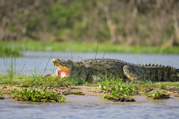 Retrato Crocodilo Nilo Descansando Sol Perto Rio Parque Nacional Murchison — Fotografia de Stock