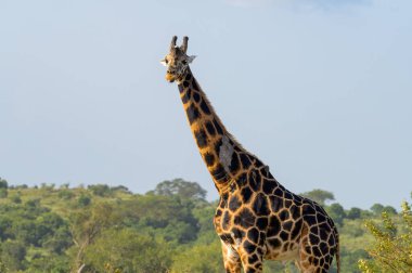 Murchison Falls Ulusal Parkı 'nda (Uganda) bir zürafanın portresi, mayıs ayında güneşli bir gün