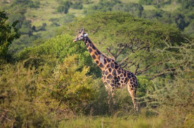 Murchison Falls Ulusal Parkı 'nda (Uganda) bir zürafanın portresi, mayıs ayında güneşli bir gün