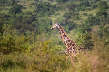 Murchison Falls Ulusal Parkı 'nda (Uganda) bir zürafanın portresi, mayıs ayında güneşli bir gün