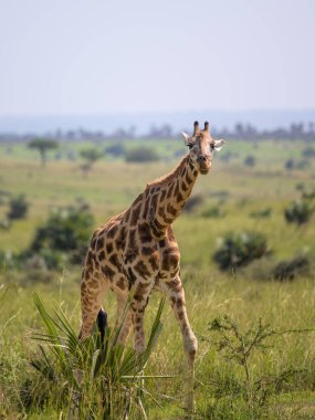 Murchison Falls Ulusal Parkı 'nda (Uganda) bir zürafanın portresi, mayıs ayında güneşli bir gün