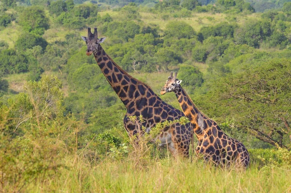 Portrait Two Giraffes Murchison Falls National Park Uganda Sunny Day — Stock Photo, Image