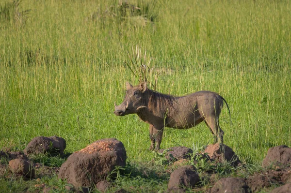 Retrato Warthog Comum Parque Nacional Murchison Falls Uganda Manhã Ensolarada — Fotografia de Stock