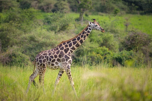 Murchison Falls Ulusal Parkı 'nda (Uganda) bir zürafanın portresi, mayıs ayında güneşli bir gün