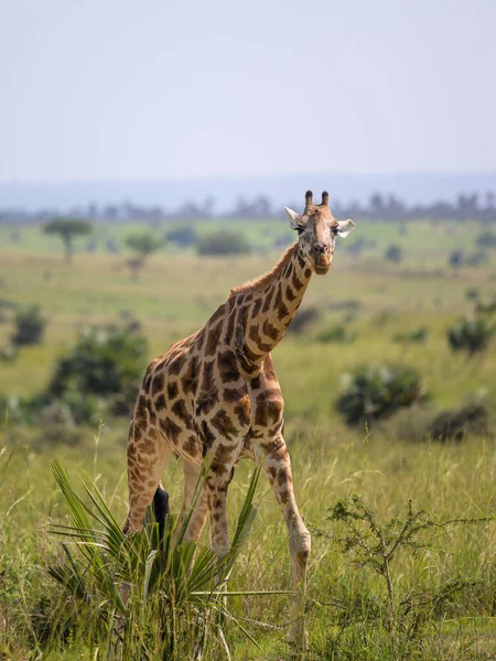 Portrait Giraffe Murchison Falls National Park Uganda Sunny Day May — Stock Photo, Image