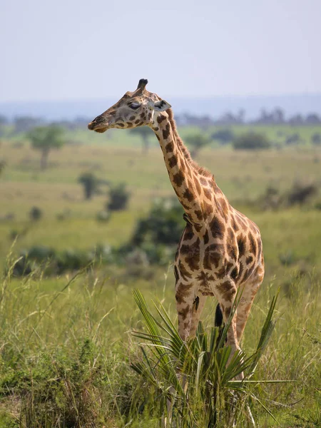 Portrait Giraffe Murchison Falls National Park Uganda Sunny Day May — Stock Photo, Image