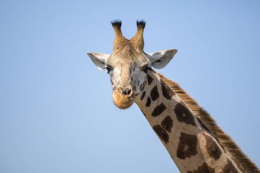 Murchison Falls Ulusal Parkı 'nda (Uganda) bir zürafanın portresi, mayıs ayında güneşli bir gün