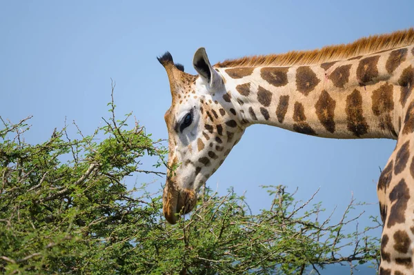 Portrait Giraffe Murchison Falls National Park Uganda Sunny Day May — Stock Photo, Image