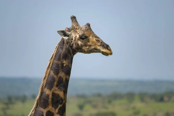 Retrato Uma Girafa Parque Nacional Murchison Falls Uganda Dia Ensolarado — Fotografia de Stock