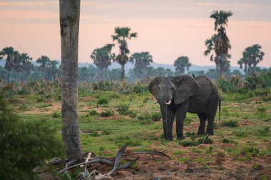 Güneş doğmadan önce Murchison Falls Ulusal Parkı (Uganda) yakınlarında bir Afrika filinin portresi