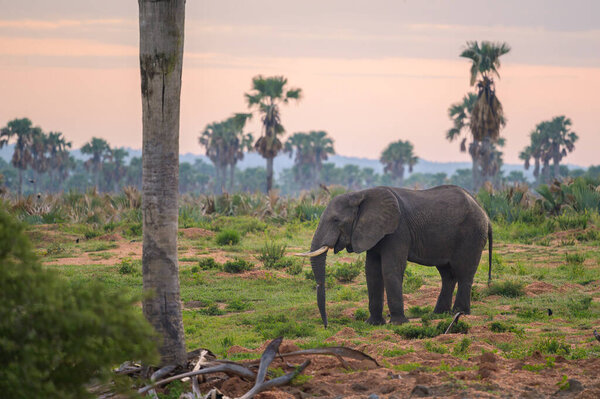 Portrait of an African bush elephant near Murchison Falls National Park (Uganda), before sunrise