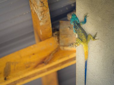 Bir duvarda oturan siyah boyunlu agama (Acanthocercus atricollis), Uganda