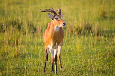 Portrait of an Ugandan kob (Kobus thomasi) in Murchison Falls National Park (Uganda), sunny morning in May