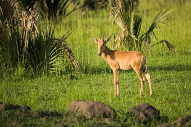 Murchison Falls Ulusal Parkı 'nda (Uganda) bir antilop portresi, mayıs ayında güneşli bir sabah