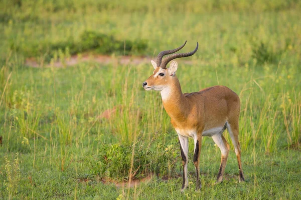 Portrait Ugandan Kob Kobus Thomasi Murchison Falls National Park Uganda — Stock Fotó