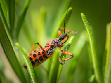 An adult red black assassin and thread-legged bug (Rhynocoris iracundus, Reduviidae) sitting on a green leaf