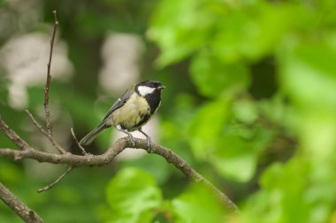 A great tit sitting on a tree, sunny day in springtime, Vienna (Austria)