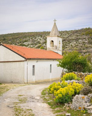 Mediterranean spurges (Euphorbia characias) in front of small church on a cloudy day in Croatia in springtime