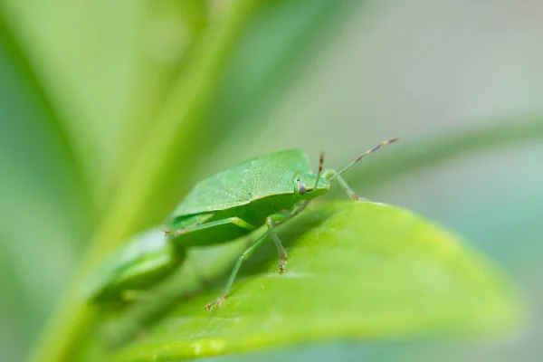 Closeup of two adult green shield bugs (Palomena prasina, Pentatomidae) sitting on a green leaf