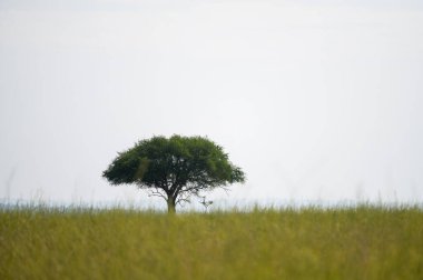 A single tree in Murchinson Falls National Park (Uganda), cloudy morning in June