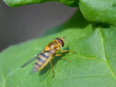 A beautiful hover fly (Syrphus ribesii) resting on a green leaf, Vienna (Austria)
