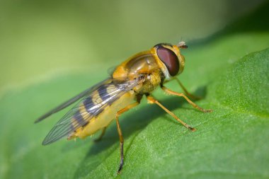 A beautiful hover fly (Syrphus ribesii) resting on a green leaf, Vienna (Austria)