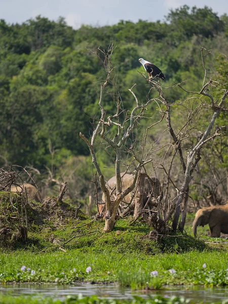 An African Fish Eagle resting on a tree, sunny morning in Murchinson Falls National Park (Uganda)