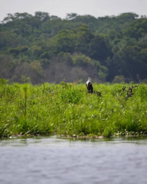 African Fish Eagle Resting Tree Sunny Morning Murchinson Falls National — Fotografia de Stock