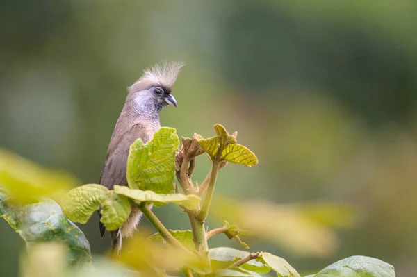 Speckled Mousebird Colius Striatus Sitting Tree Lake Bunyonyi Uganda — Fotografia de Stock