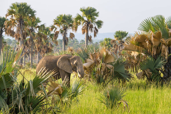 Portrait of an African bush elephant near Murchinson Falls National Park (Uganda), sunny day in May