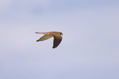A Common Kestrel (Falco tinnunculus) in flight on a cloudy day in summer