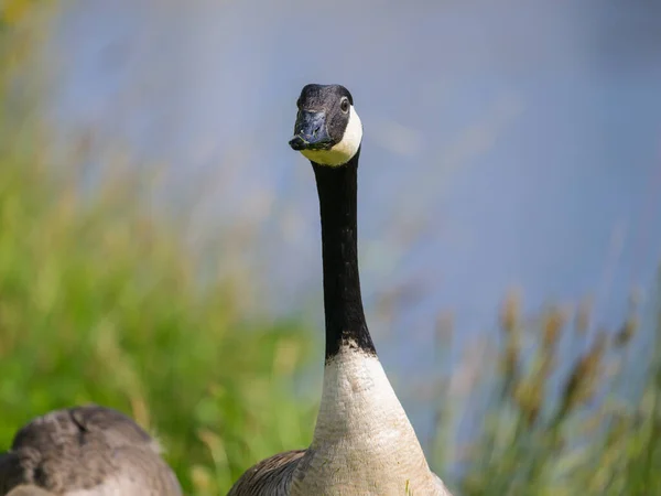 Portrait Canada Goose Meadow Water Sunny Day Summer — Photo