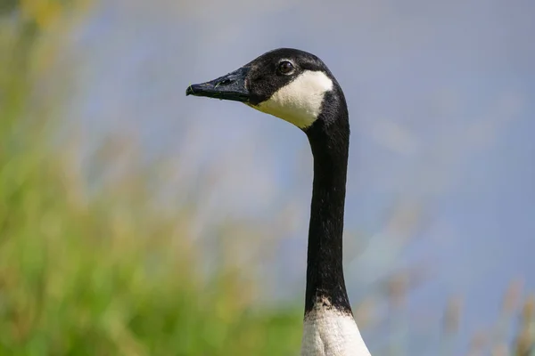 Portrait Canada Goose Meadow Water Sunny Day Summer — Photo