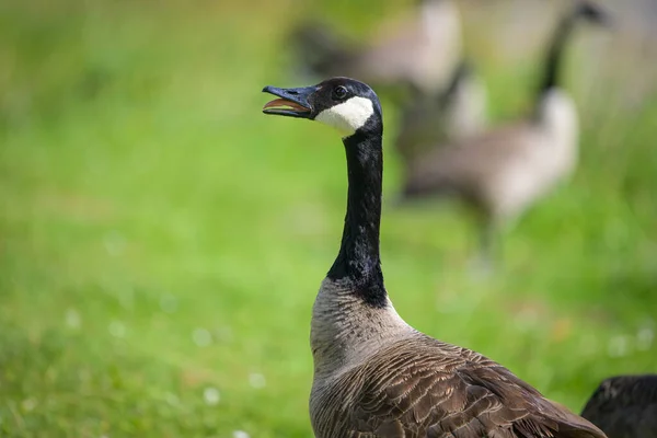Portrait Canada Goose Meadow Water Sunny Day Summer Mouth Open — Photo