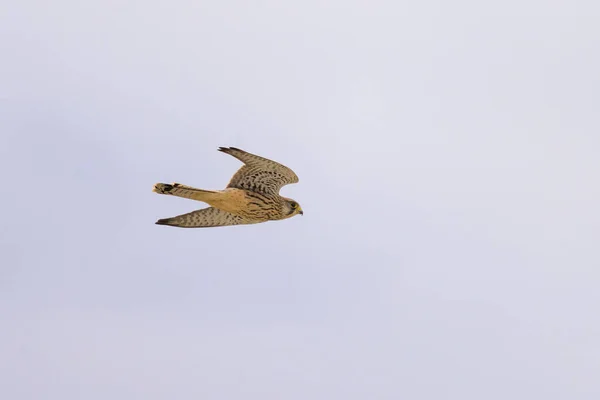 Common Kestrel Falco Tinnunculus Flight Cloudy Day Summer — Photo