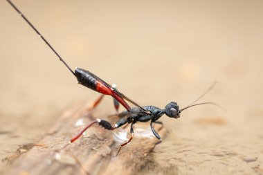 An ichneumon wasp (Gasteruption) sitting in a small pond, sunny day in summer