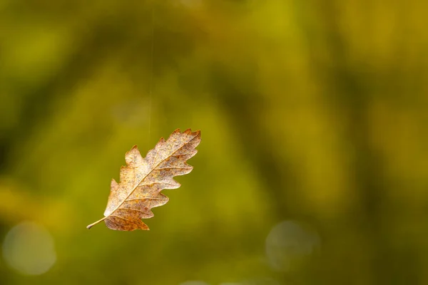 Dry Leaf Oak Hanging Midair Thread Spider — Stockfoto