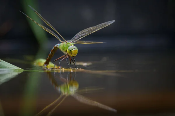 Una Libélula Emperador Anax Imperator Depositando Huevos Agua Día Soleado —  Fotos de Stock