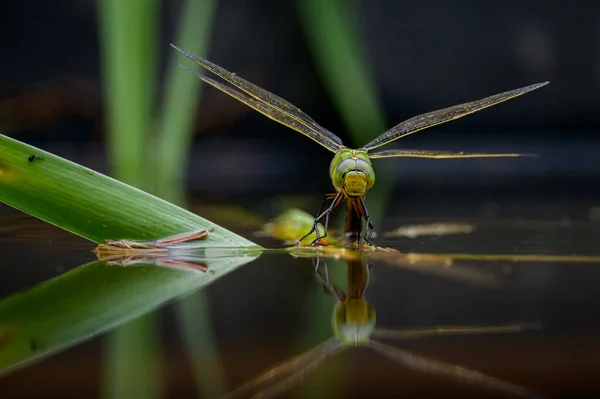 Emperor Dragonfly Anax Imperator Depositing Eggs Water Sunny Day Springtime — Stock Photo, Image