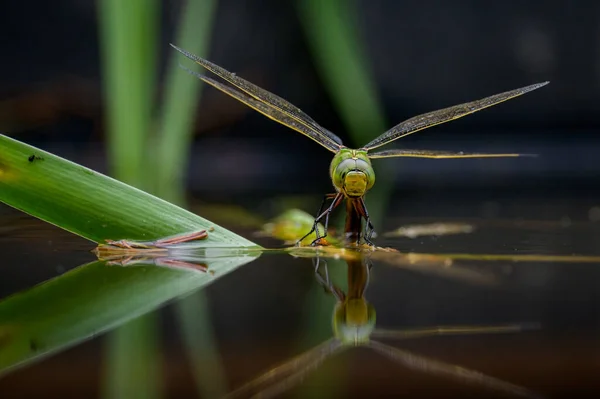 Empereur Libellule Anax Imperator Déposant Des Œufs Dans Eau Journée — Photo