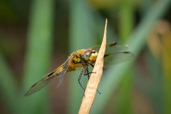 Four Spotted Chaser Libellula Quadrimaculata Sitting Plant — Stock Photo, Image